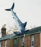 Shark Attack! Shark Attack!